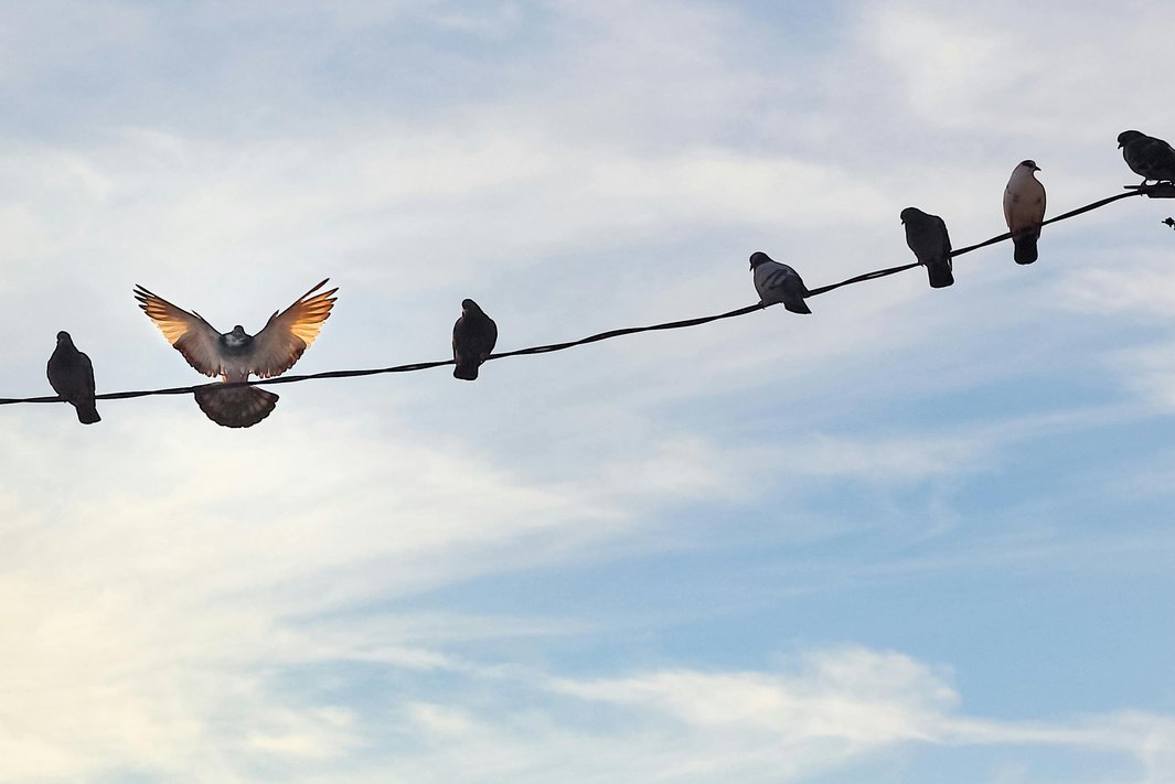 A picture of pigeons on a telephone line in front of a blue cloudy sky